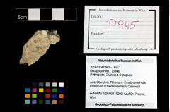Foto (Objekt + Etikett) von Decapoda indet.  (NHMW-GEO-2014-0194-0945)
